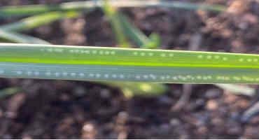 New Pest Targets Virginian’s Onions, Garlic, And Leek Crops