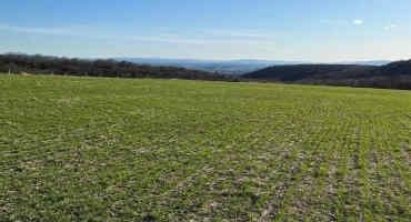 Winter Wheat Fields Are Greening Up