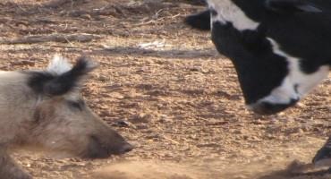 Wild ‘Super Pigs’ Are Rooting Toward Minnesota. The State Wants To Keep Them Out.