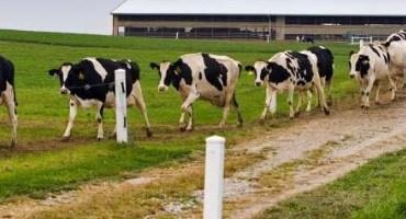 Promising Probiotic For Dairy Cattle Headed To Marketplace