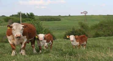 Cattle Producers Weighing High Prices For Feed, Drought-Stressed Pastures