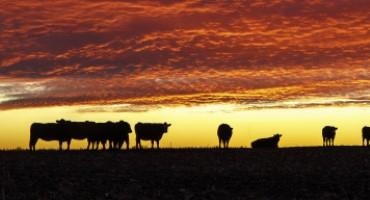 Beef Industry Experts, Producers, Agri-Business Leaders Named To Nebraska Beef Innovation External Advisory Committee