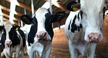 Farmers Seek Comprehensive Reform to Federal Milk Pricing