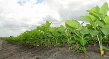 Soybean Symbiosis — Missouri S&T Students Research Soybeans And Bacteria