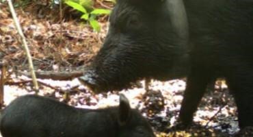 Study Offers Insights Into Movement Of Wild Pigs