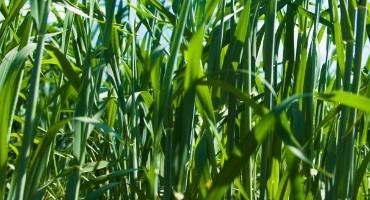 USDA Raises Wheat Numbers in April WASDE Report