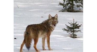 Sask. RMs offering coyote bounties
