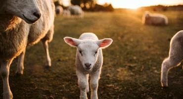 New co-op helps western lamb producers ship east