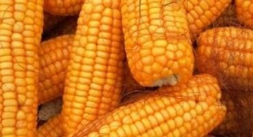 USDA Seeks Comments for Deregulation of Pioneer Hi-Bred International GE Corn