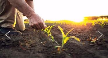 Organic Farmers Want More Time to Plant, Qualify for Crop Insurance