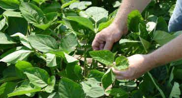 New Study Finds Foliar Fertilizers Rarely Increase Soybean Yield