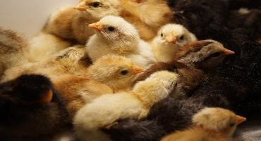 The case of the missing 30,000 chicks