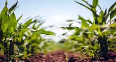 Crop Progress: Corn Planting Begins in Nebraska