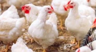 UK Poultry Can Roam Free Outside Again, But Bird Flu Risk Hasn't Gone Away