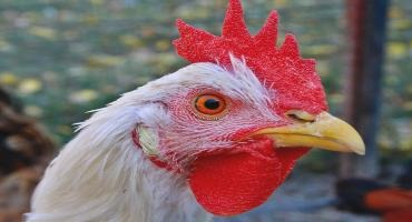 Ontario provides $13.5 million for new poultry research centre