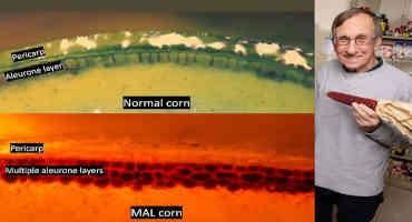 Simple Addition to Corn Bran Could Boost Grain's Nutritional Value 15-35%