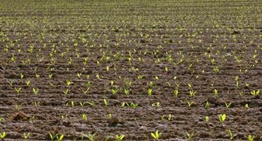 U.S. corn and spring wheat starting to emerge