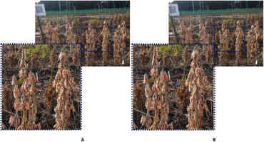 Automated Soybean Seed Counting: Ppgrading Existing Methods for Improved Accuracy