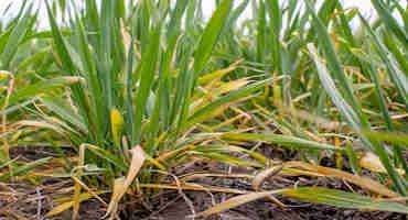 K-state Specialists Outline Potential Causes of Yellow Wheat