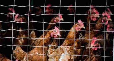 Could Bird Flu Become the Next Pandemic?