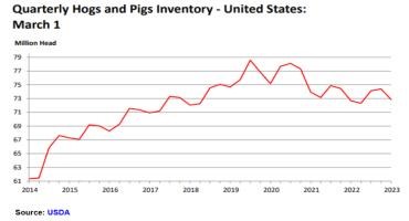 Lower US hog values forecasted