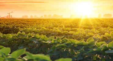 Soybean Crops Can Take Advantage of Climate Change to Increase Productivity