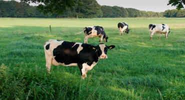 Fighting a Cow Virus Profitably