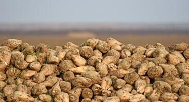 Special authorization granted to help North Dakota farmers control weeds in sugarbeets