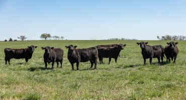 K-State Experts Share Recommendations on Steps to Take Before Moving Cattle to Summer Pastures