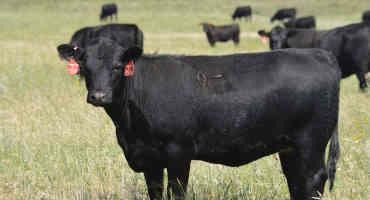 Symposium Will Focus on Future of Livestock Production