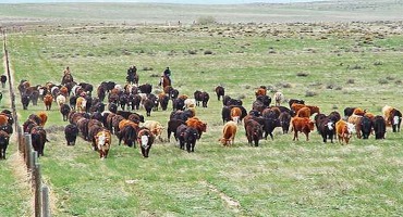 New Research Reveals How Grazing Management Practices Affect Cattle Weight Gain by Altering Foraging Behavior