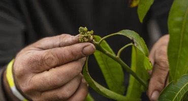 Mangoes and Agave in the Central Valley? California Farmers Try New Crops to Cope With Climate Change