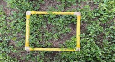 Spring Alfalfa Stand Assessment Could Yield Benefits to the Grower