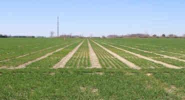 Attend a Regional Wheat Field Day Near You This May
