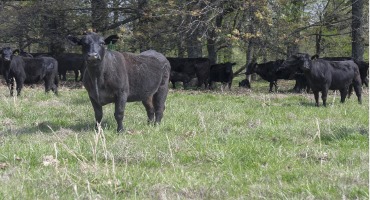 State’s Beef Cattle Industry Faces High Production Costs