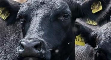 Cattle Estimates Have Been Released For Illinois Counties