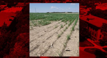 Western Nebraska Winter Wheat Sees Effects of Tough Winter