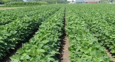 Soybean Fertilizer: What to Know About Foliar, Sulfur, Nitrogen, Micros, and More