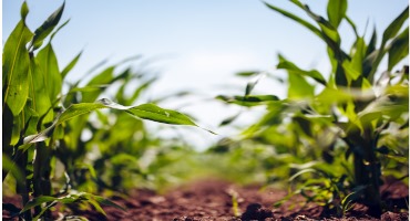 Crop Progress: 2023 Planting Ahead of Average Pace