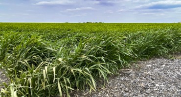 Cover Crop Management: Trade-off Between Carbon Benefits, Crop Yield