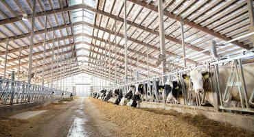 Insurance Tools for Livestock and Dairy Producers