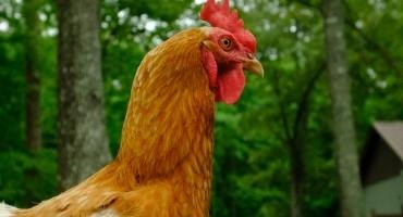 As Nationwide Avian Flu Cases Sharply Decline, Uk Poultry Specialists Urge Continued Biosecurity Awareness