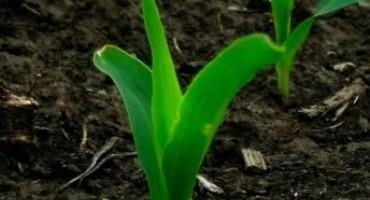 May USDA Reports Key to Crop Forecast