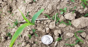 Early Season Residual Corn Herbicide Options