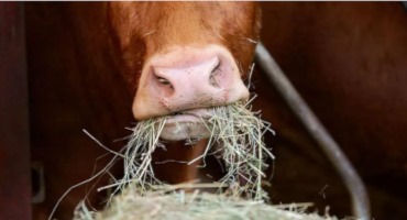 Researchers Take a First Step Toward Decoupling Livestock Feed From the Land