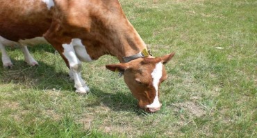 Healthy Teeth Thanks to the 'washing Machine Effect': Research Explains Tooth Abrasion in Cows