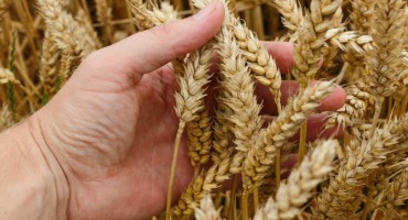 Wheat Prices Fall To Pre-War Levels