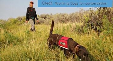 Dogs protect North Dakota's Agricultural Lands from Invasive Weeds