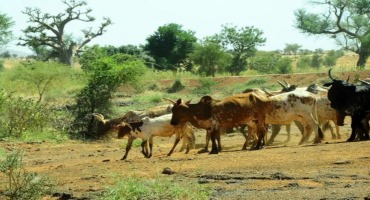 Herbs To Cure Livestock