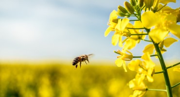 These 3 Bees Are Crucial to Agriculture 